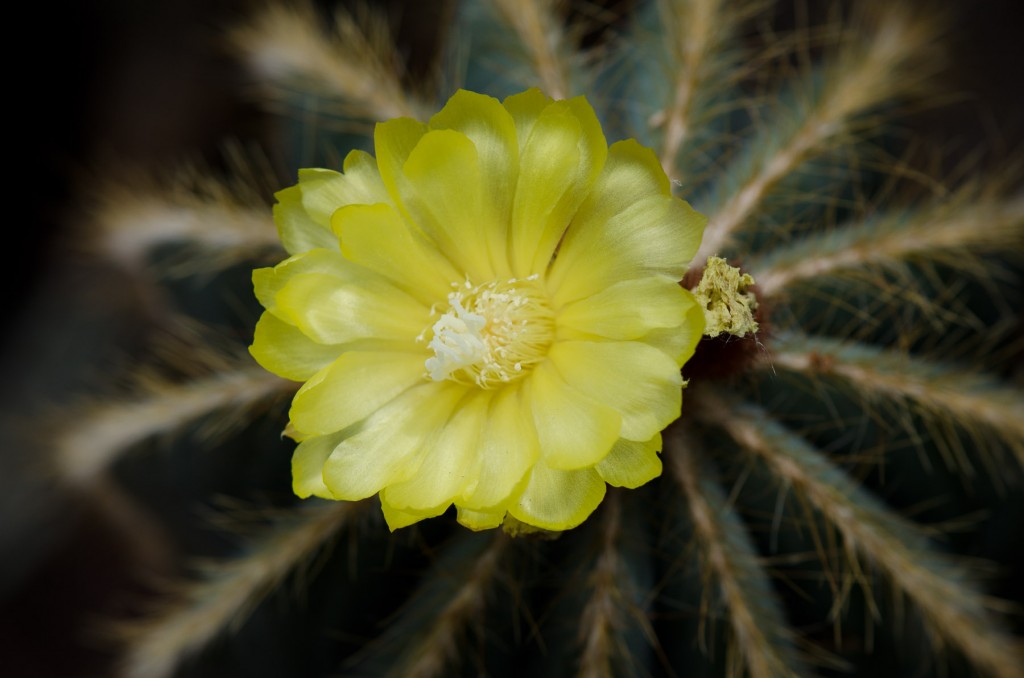 Cactus Blossom