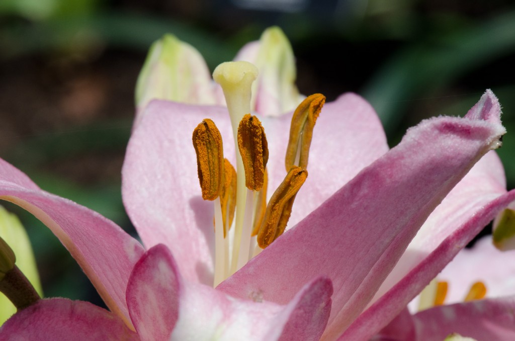 Day Lily