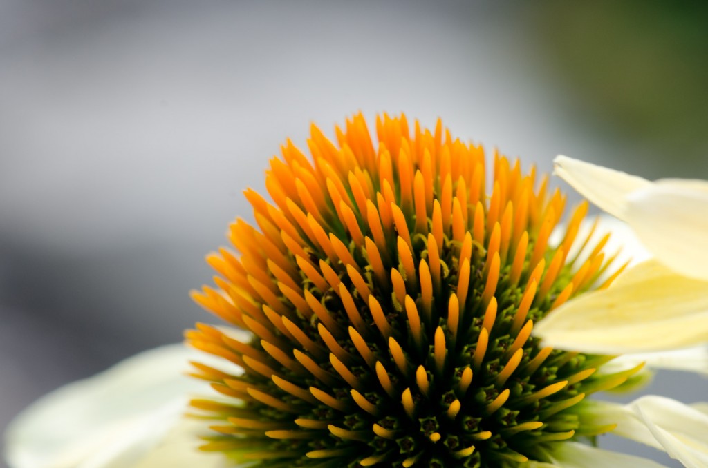 Coneflower Sculpture