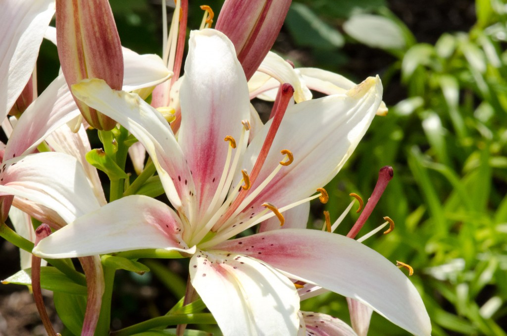 Day Lily