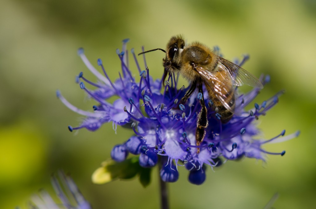 Bee on Bluebeard