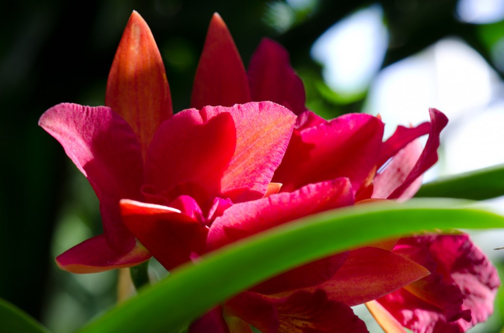 Sophrolaeliocattleya Jewel Box 'Spellbound'