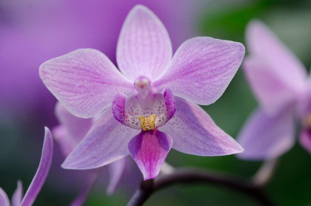 Orchid