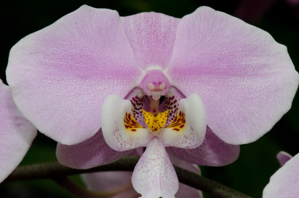 Orchid