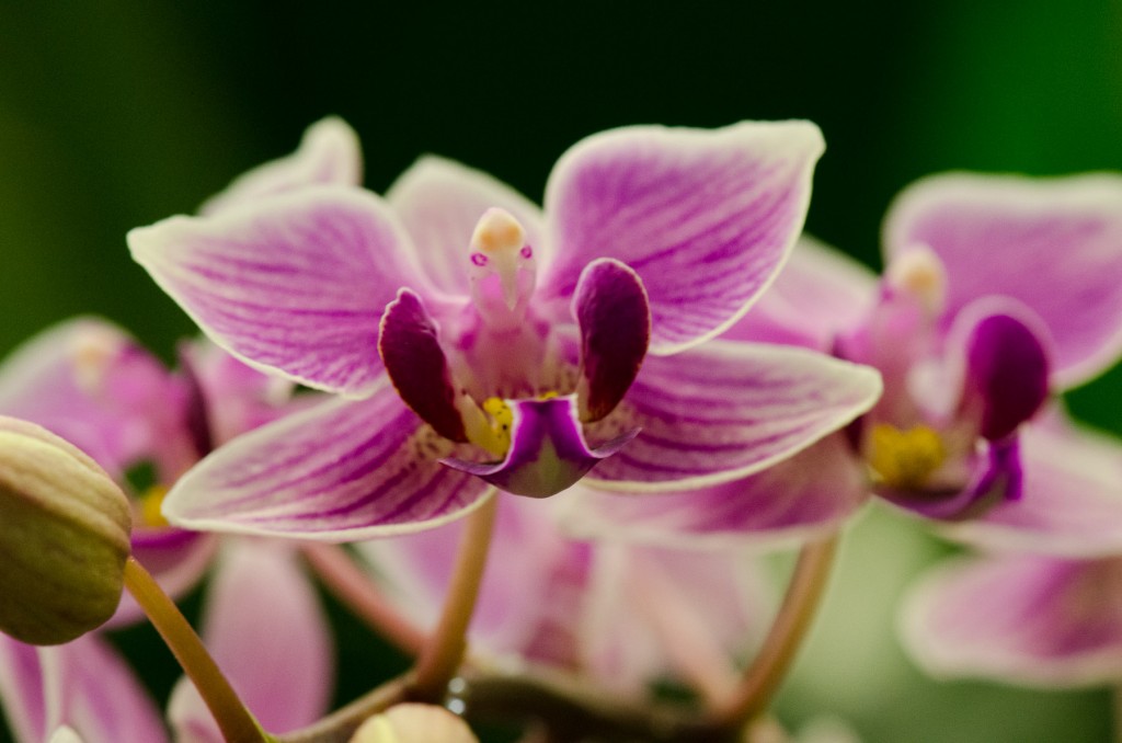 Orchid