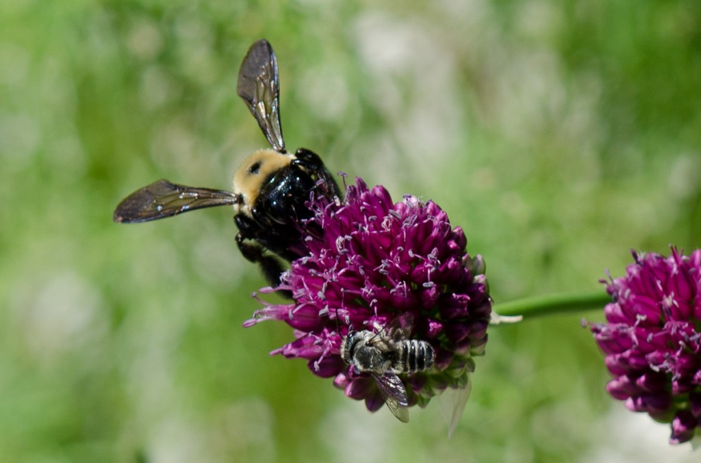 Bees at Work