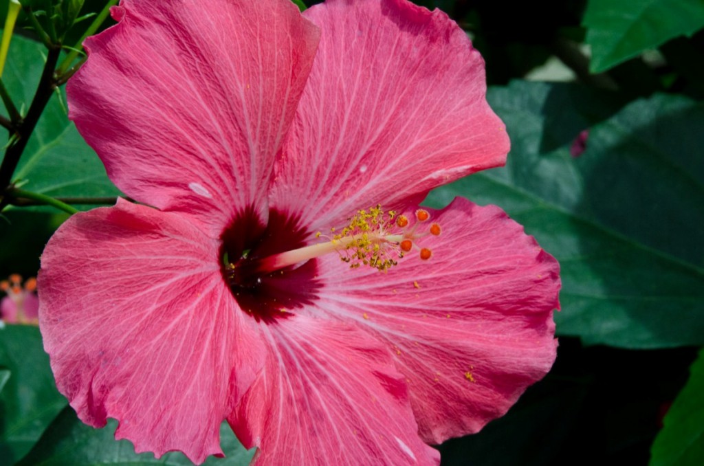 Chinese Hibiscus