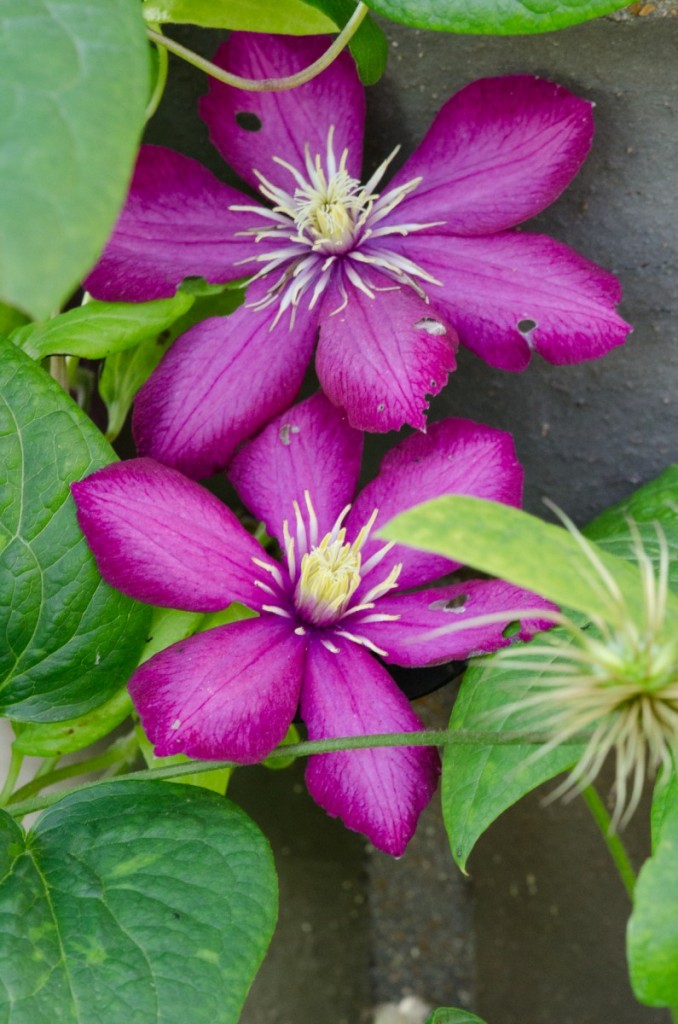 Clematis