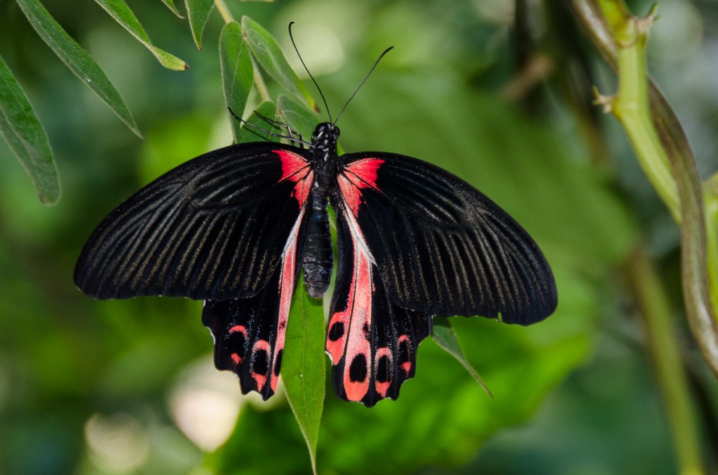 Scarlet Mormon