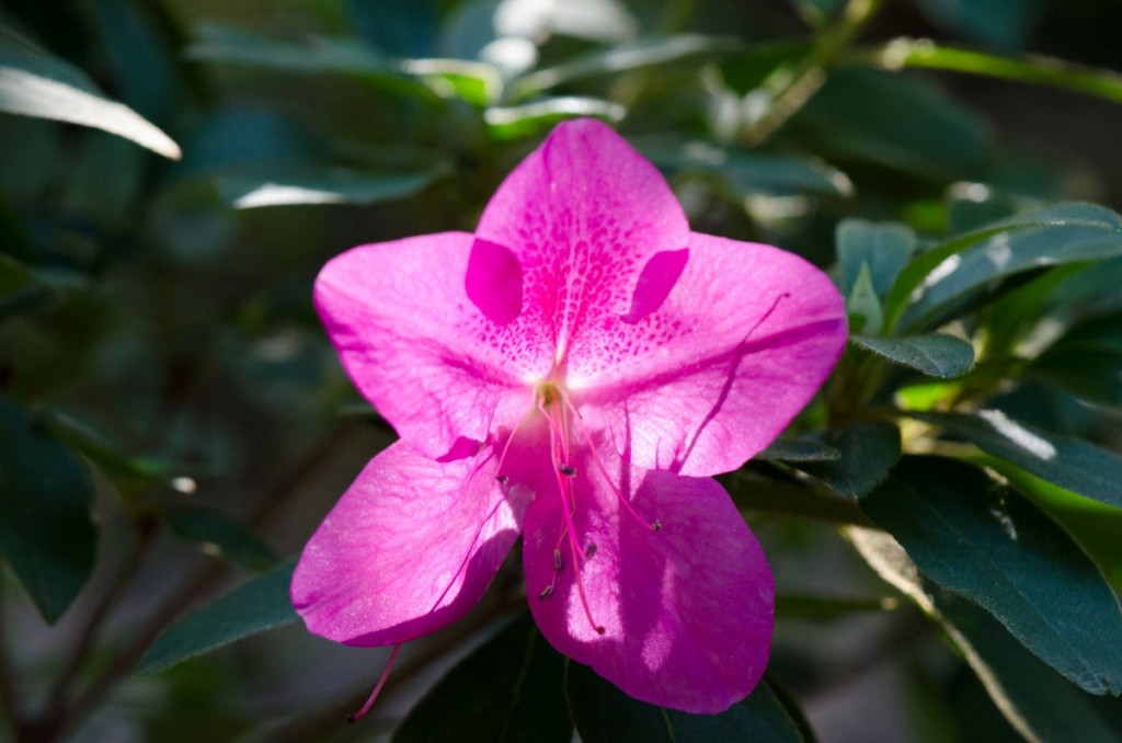 Rhododendron