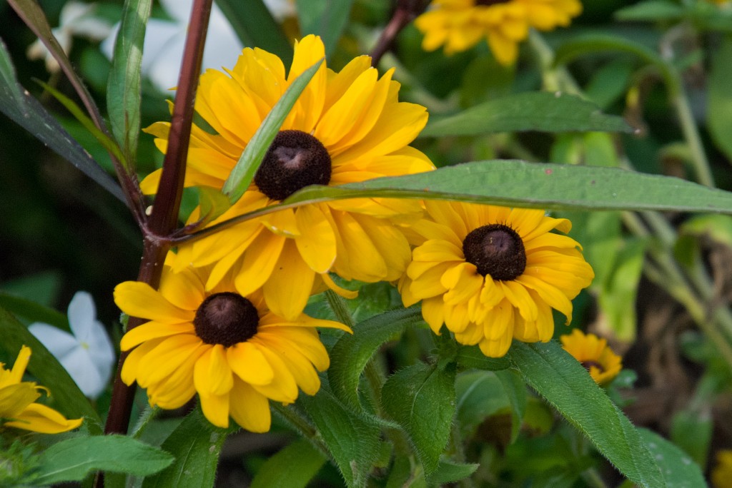 Black-eyed Susan