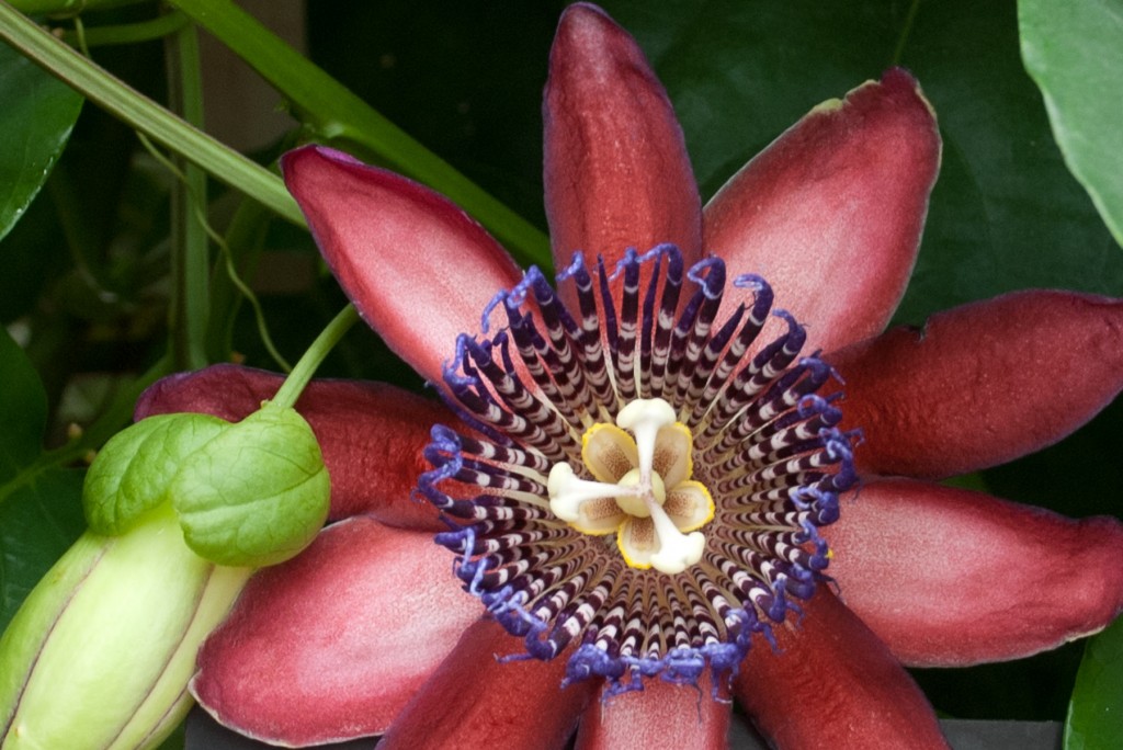 Passion Flower