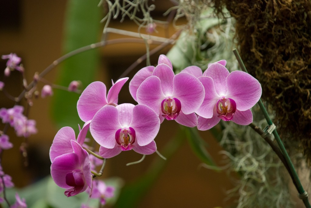 Orchid