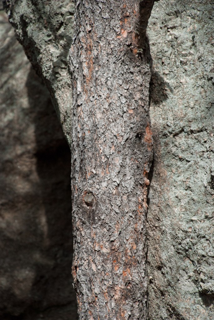 Wood and Stone