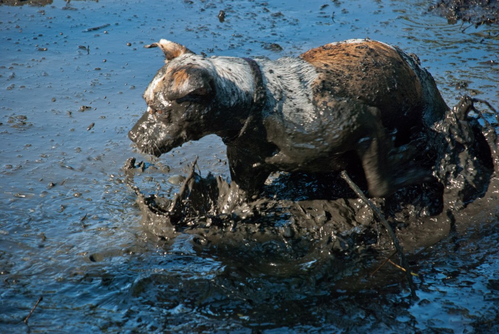 Mud Dog