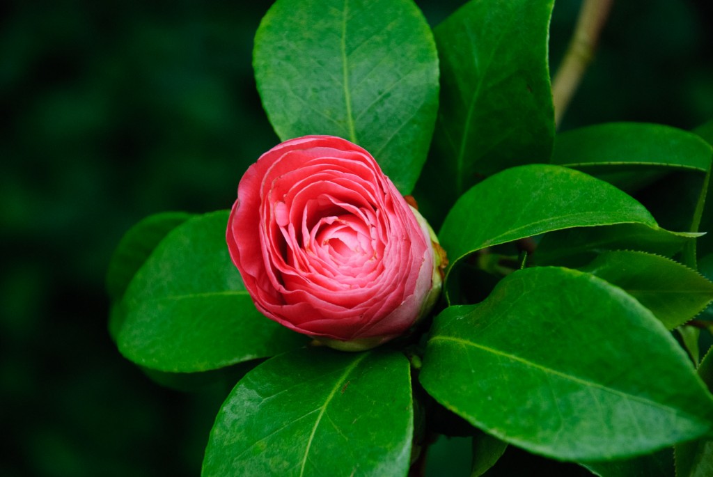 Camellia Unfurling