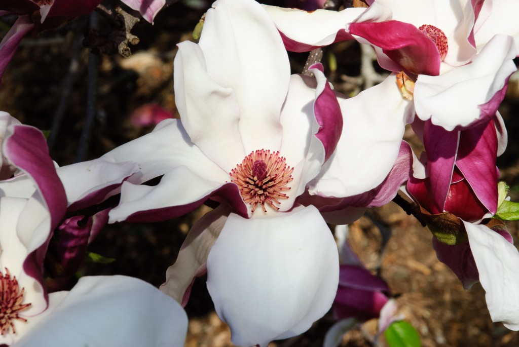 Saucer Magnolia