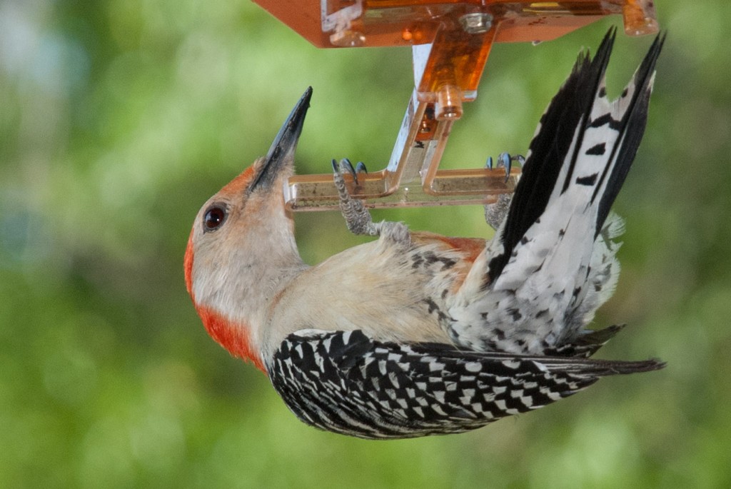 Red-Bellied Woodpecker