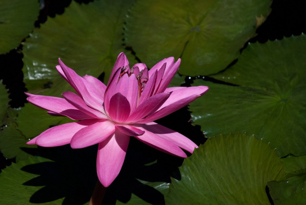 Water Lily