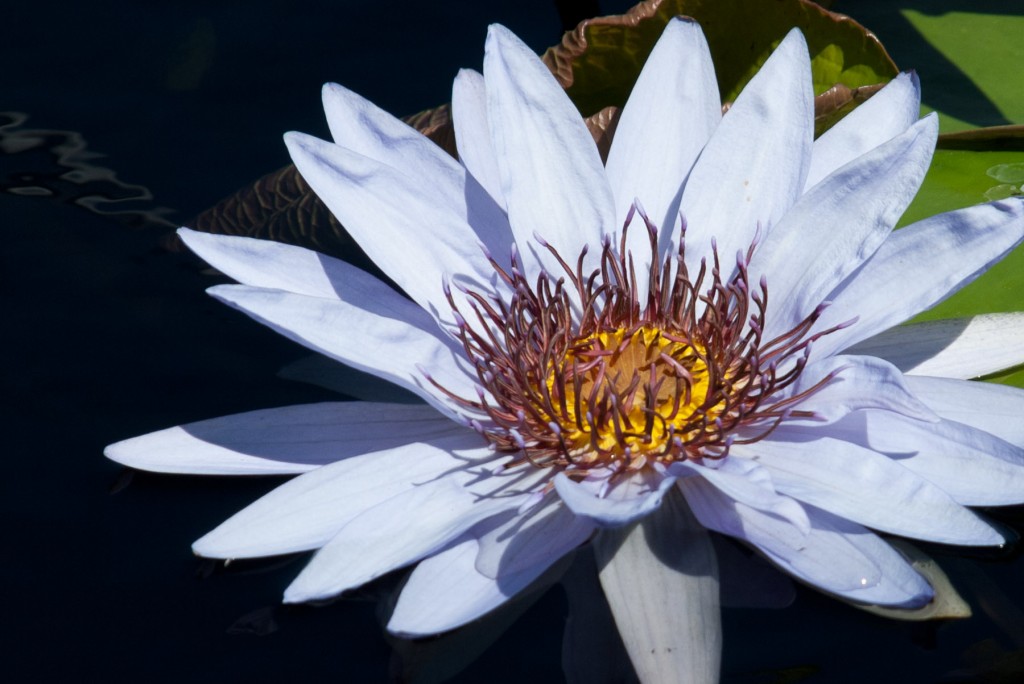 Water Lily