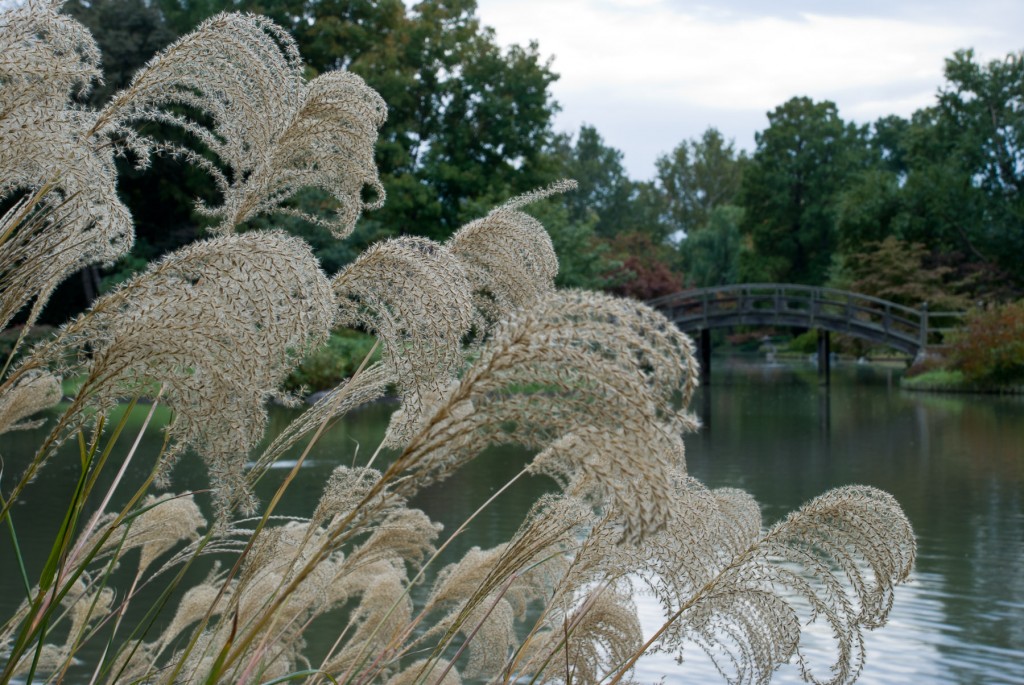 Winter Grass