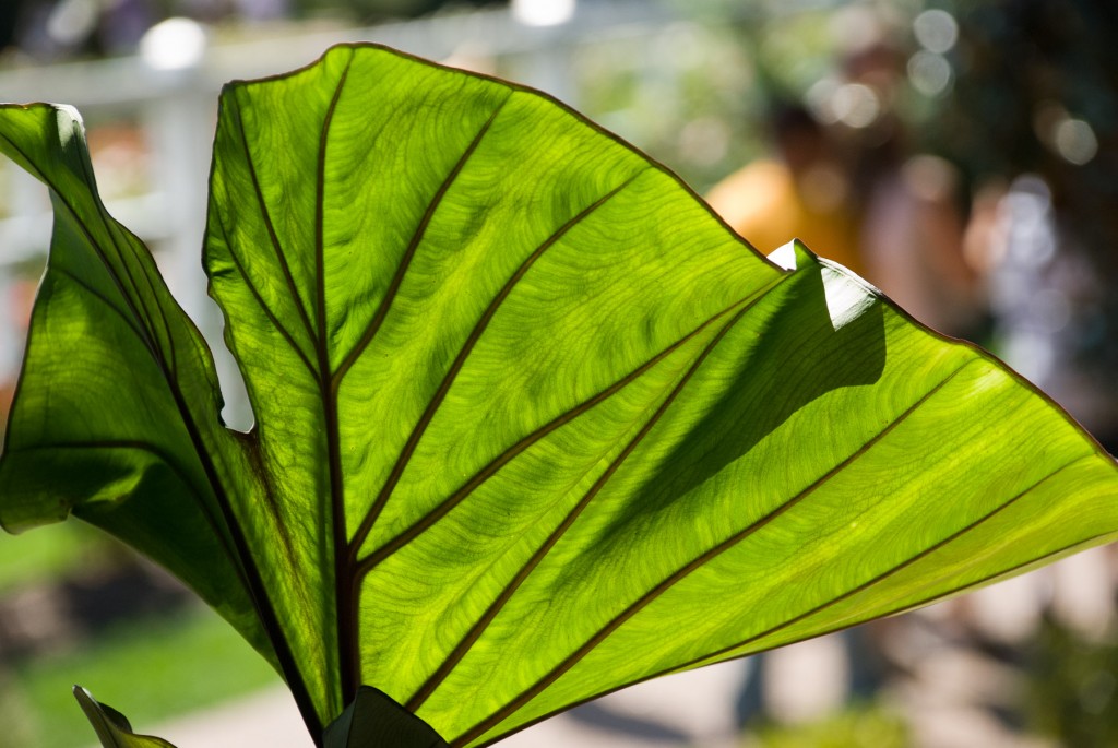 Elephant Ear