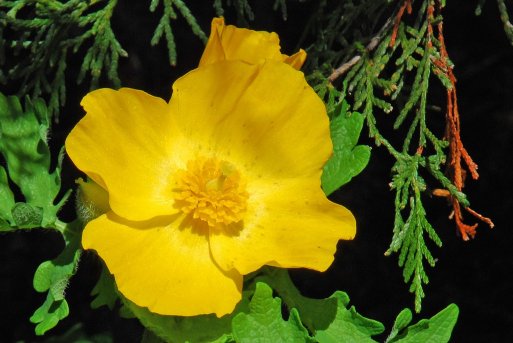 Celadine Poppy