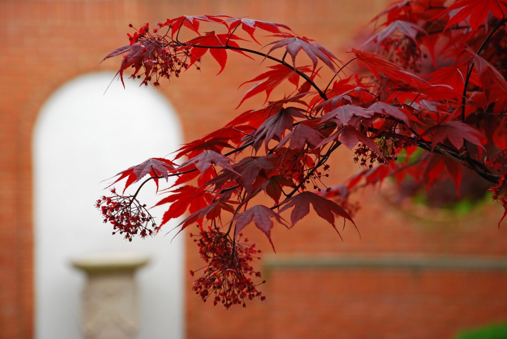 Maple Canopy