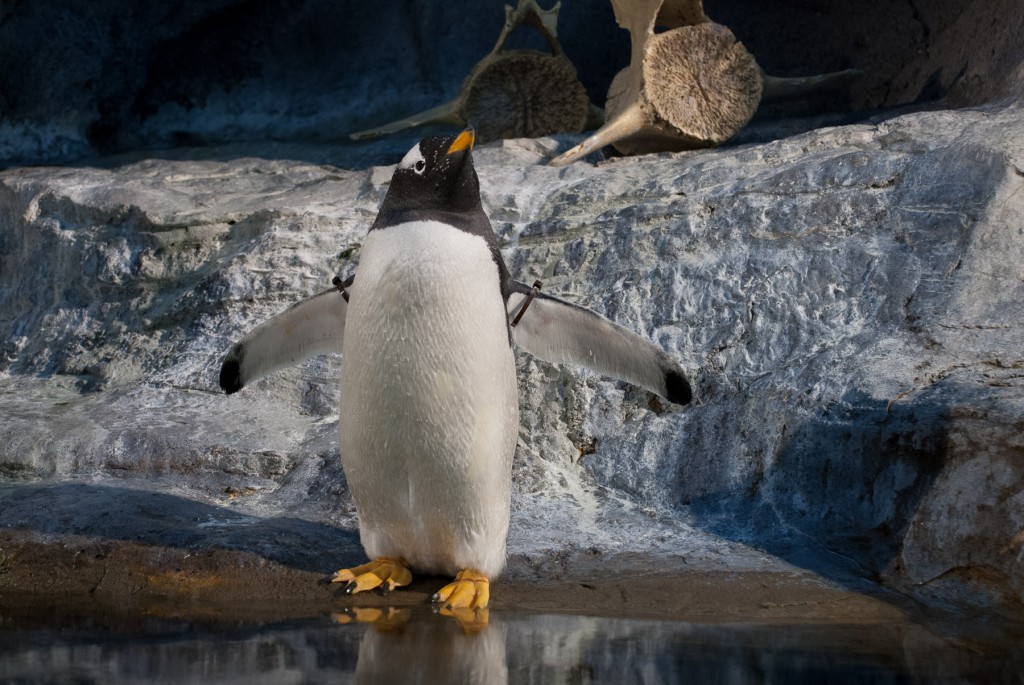 Penguin in Charge