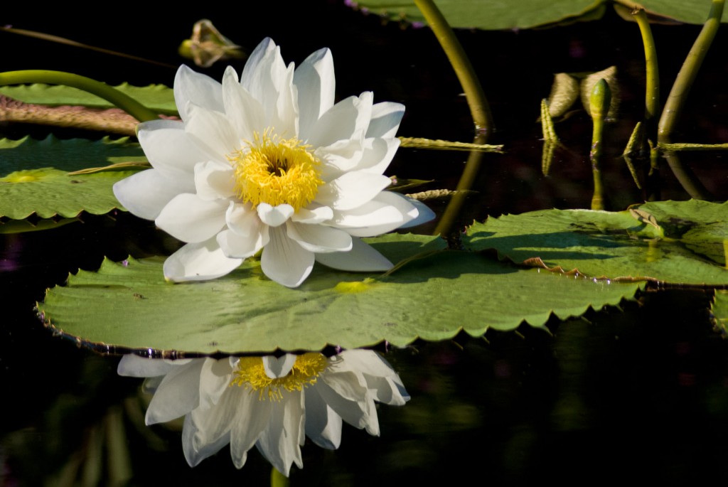 White Reflection